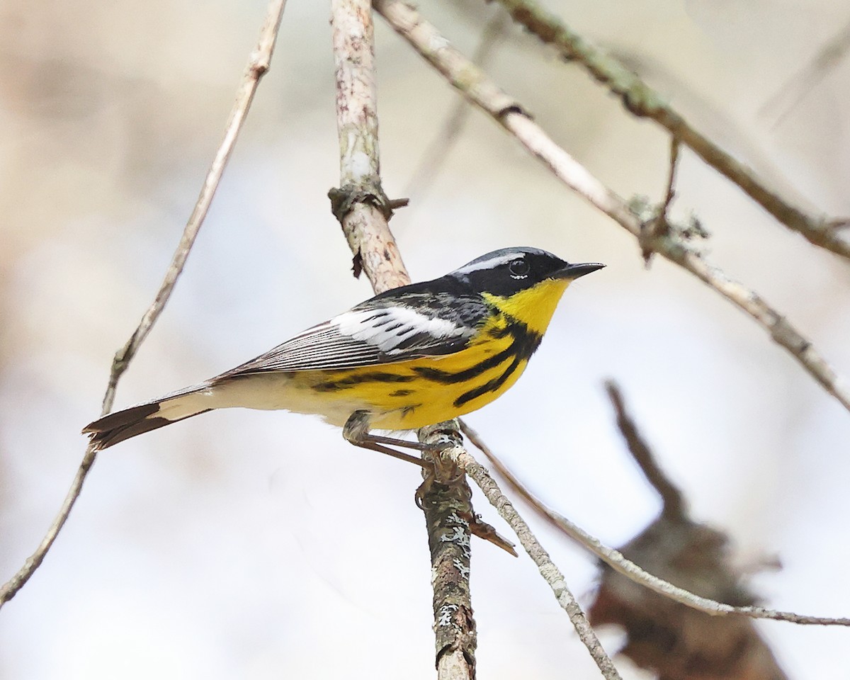 Magnolia Warbler - ML657888959