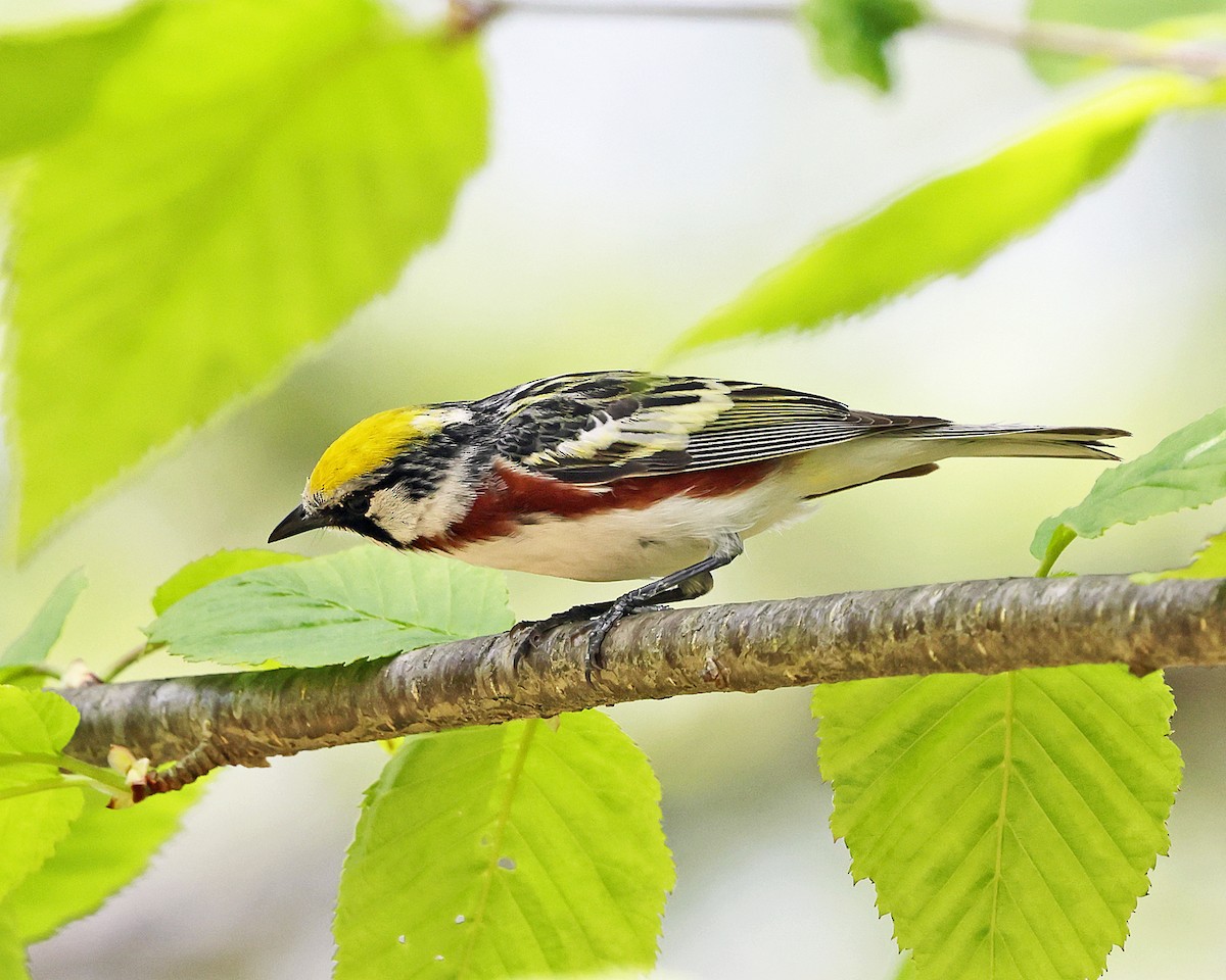 Chestnut-sided Warbler - ML657888980