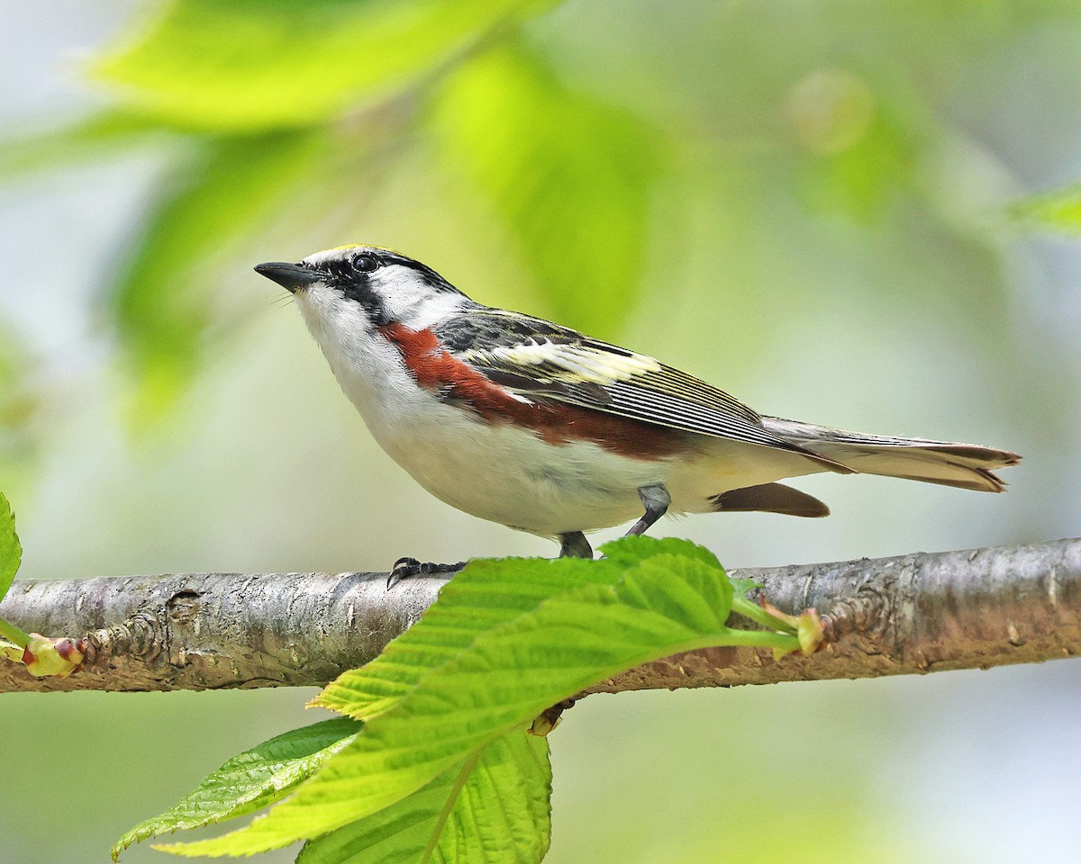 Chestnut-sided Warbler - ML657888982