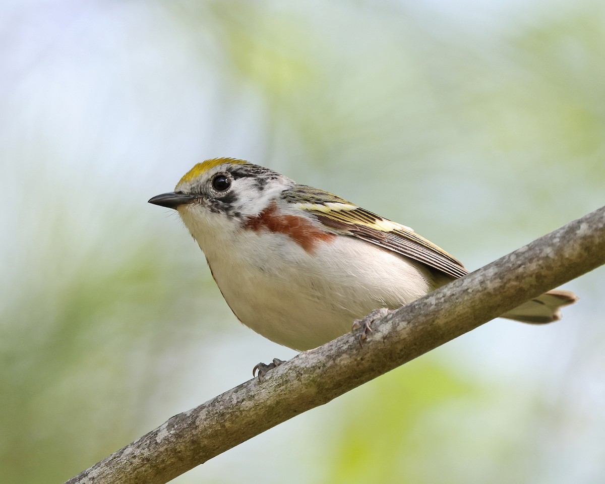 Chestnut-sided Warbler - ML657889001