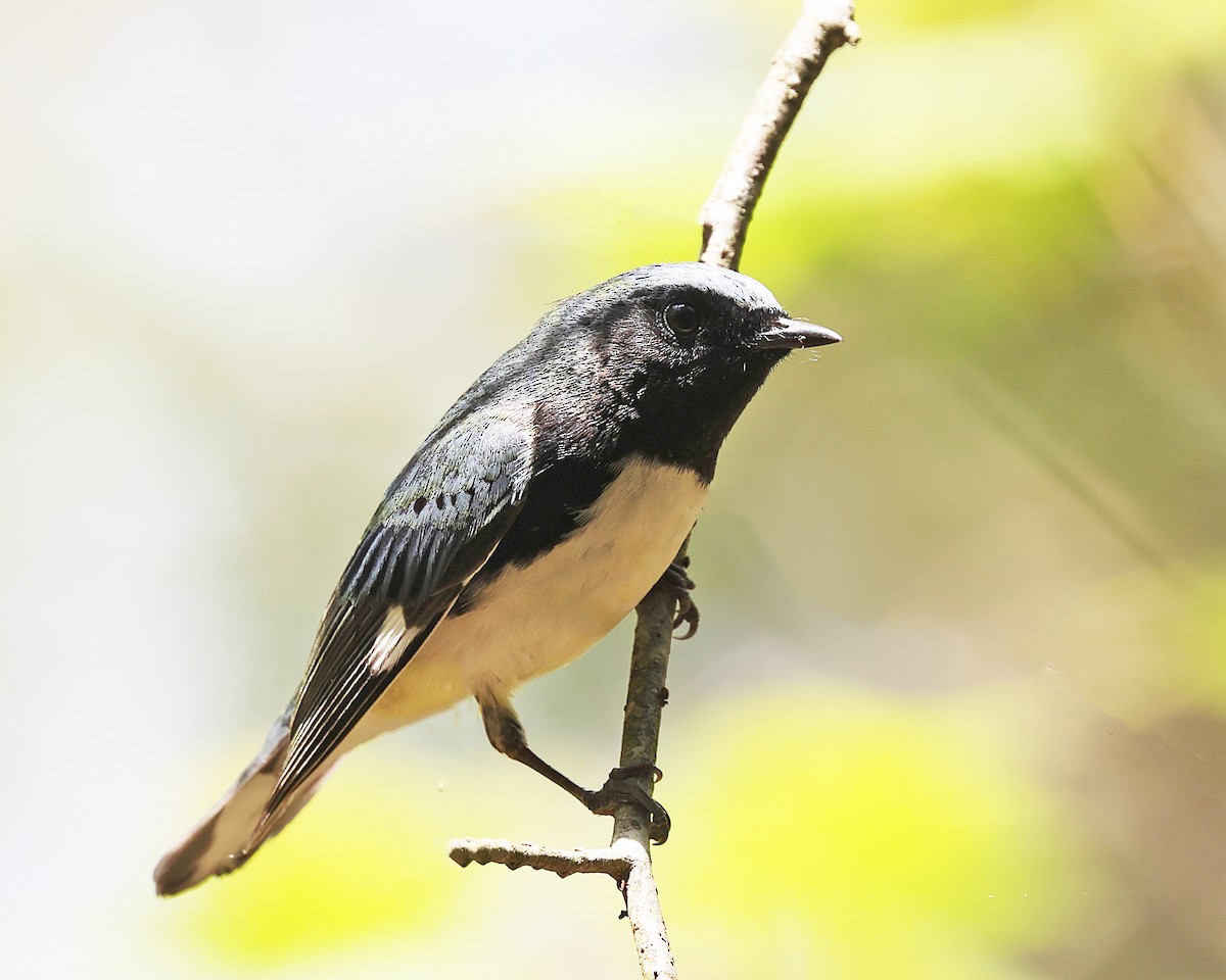 Black-throated Blue Warbler - ML657889011