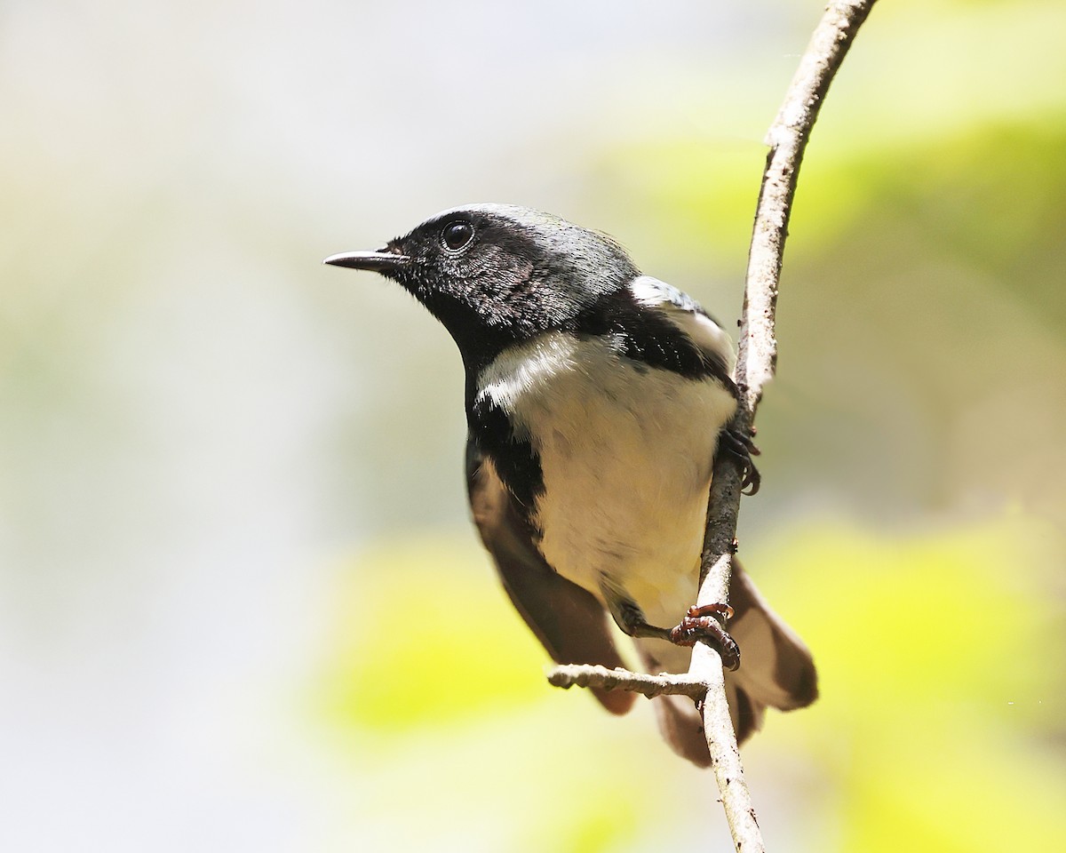 Black-throated Blue Warbler - ML657889016