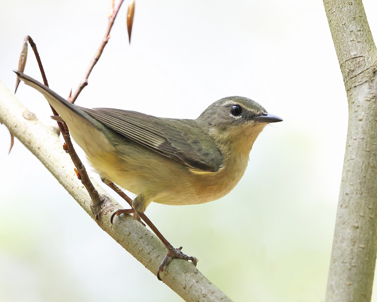 Black-throated Blue Warbler - ML657889019