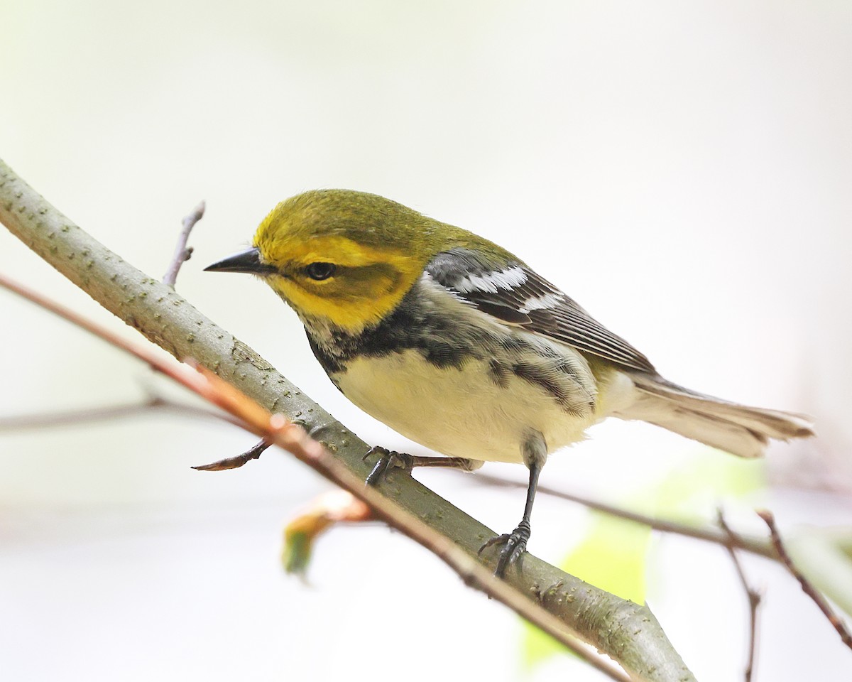 Black-throated Green Warbler - ML657889036