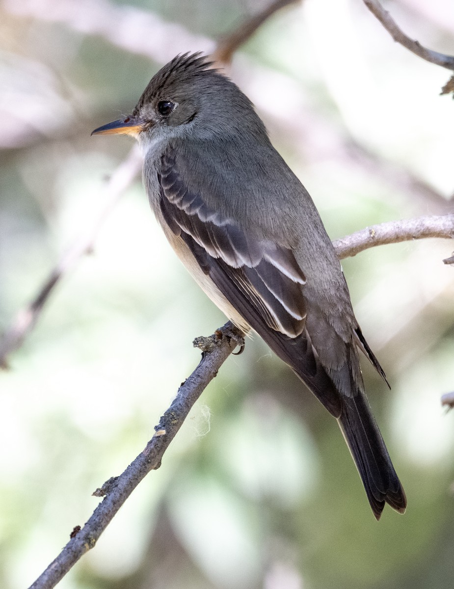 Western Wood-Pewee - ML657889083