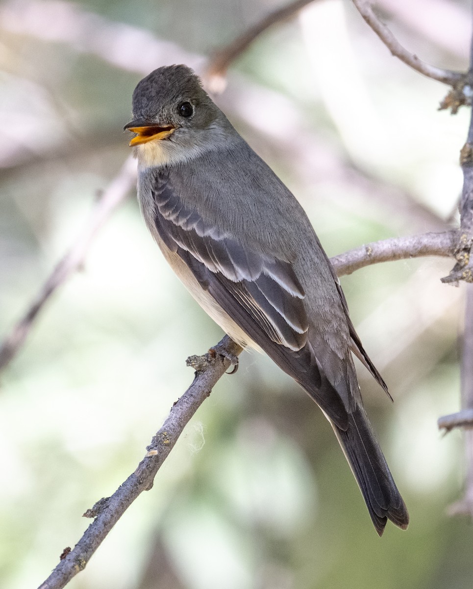 Western Wood-Pewee - ML657889084