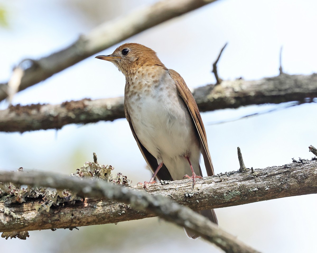 Veery - ML657889185