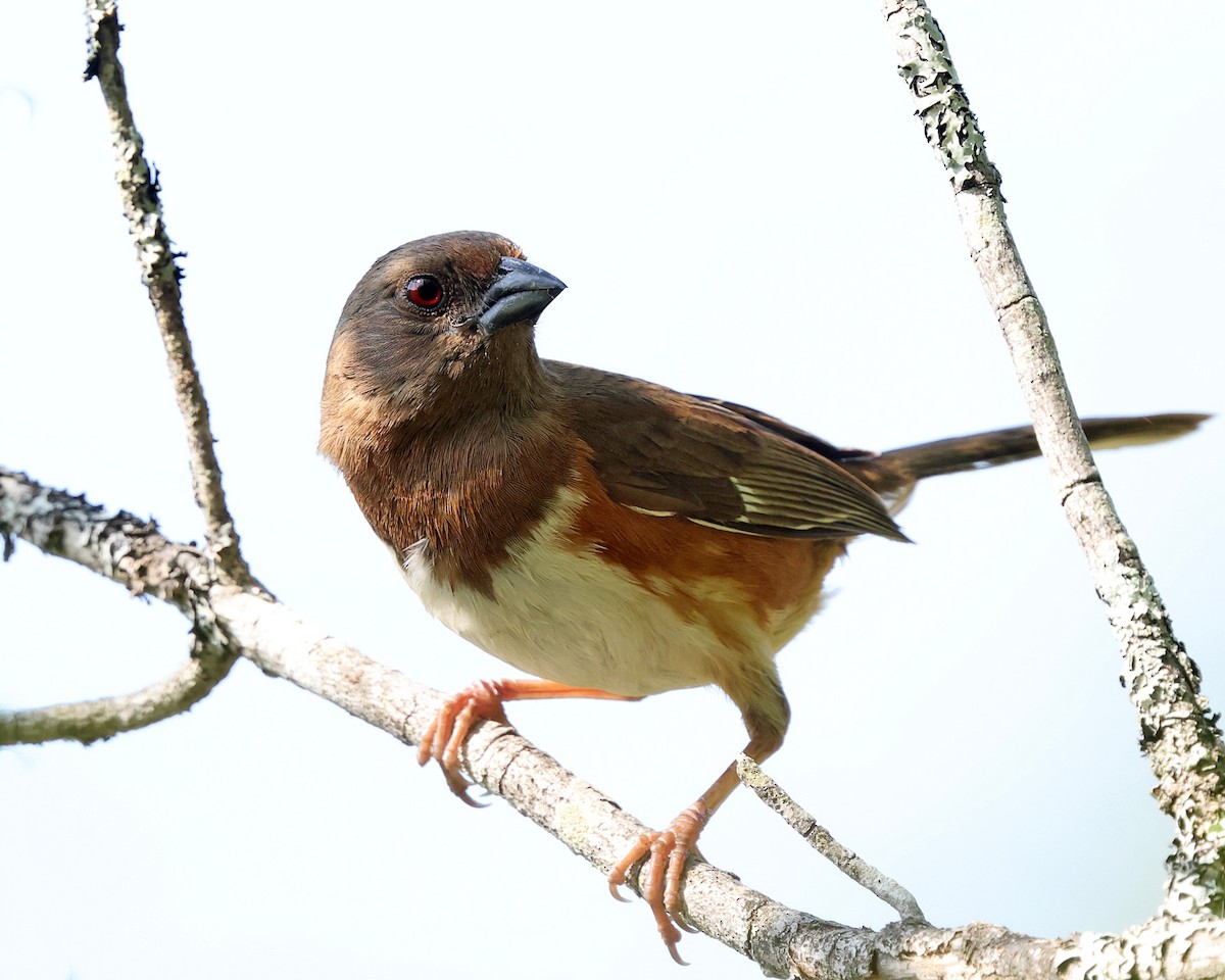 Eastern Towhee - ML657889212