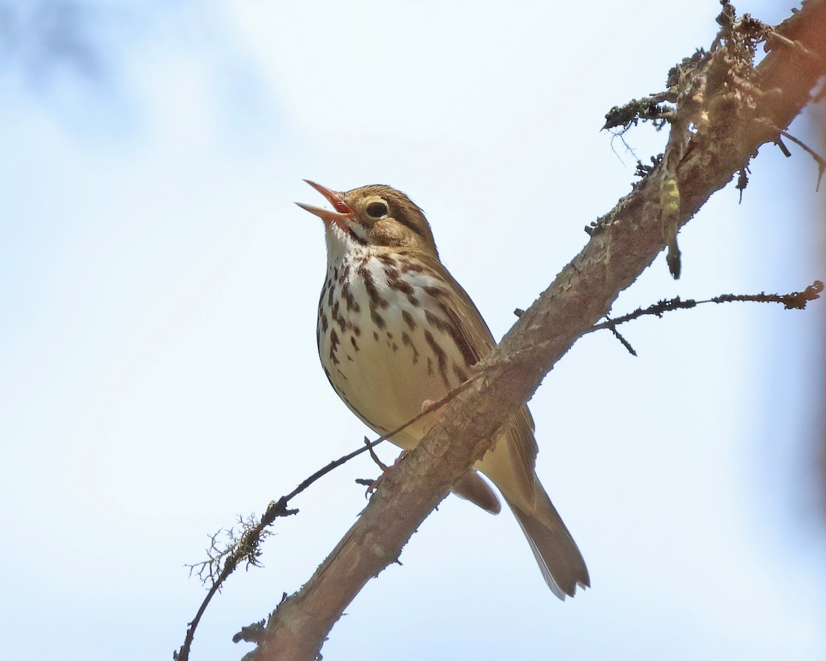 Ovenbird - ML657889216