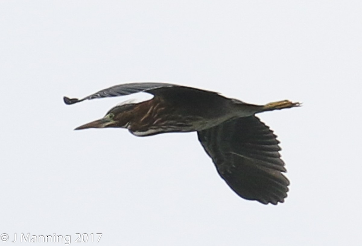 Green Heron - ML65788991