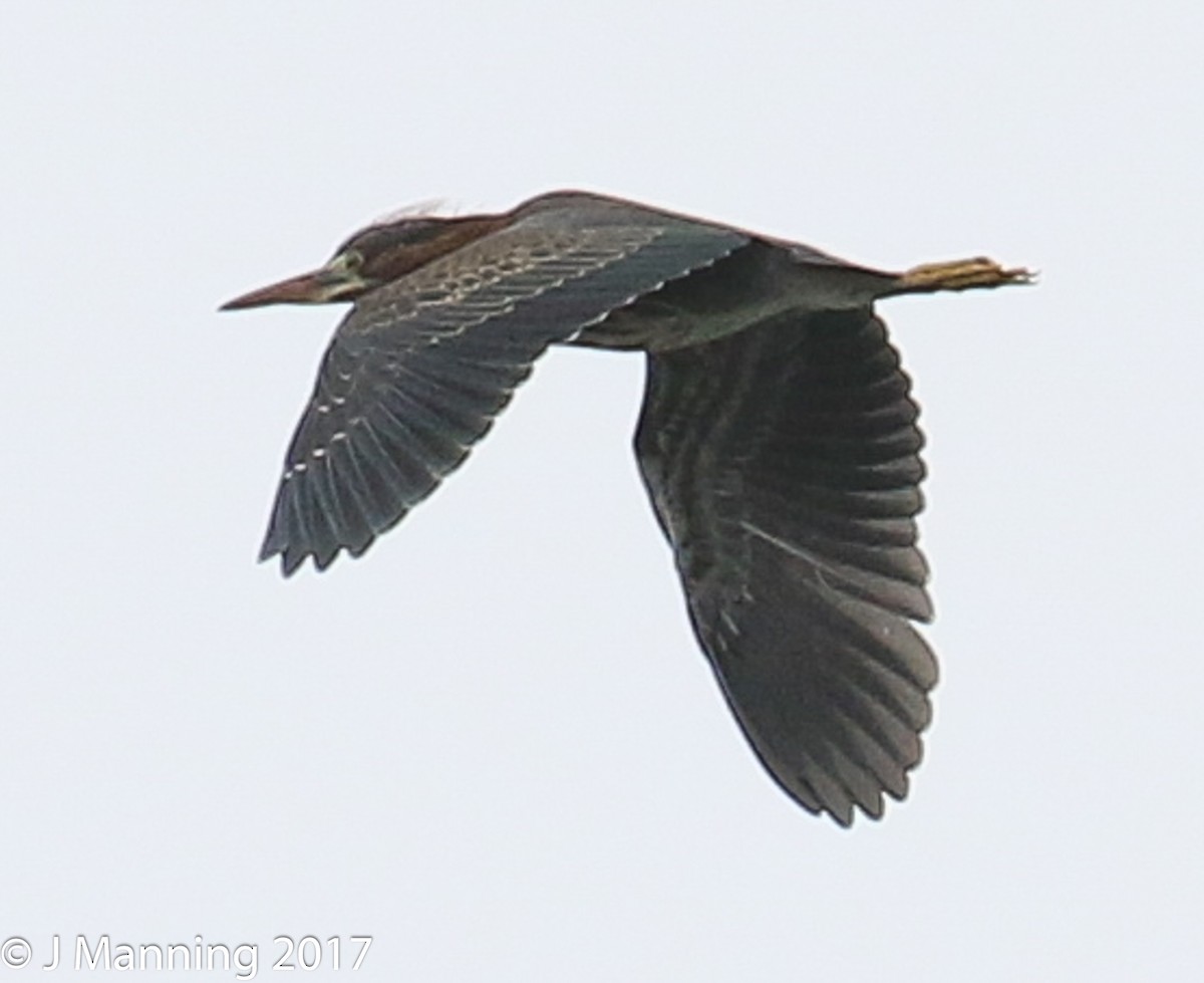 Green Heron - ML65789001