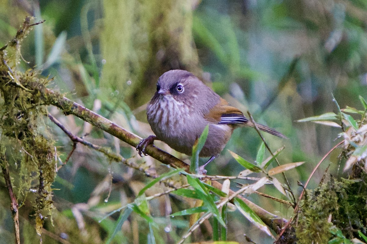 Taiwan Fulvetta - ML657891075