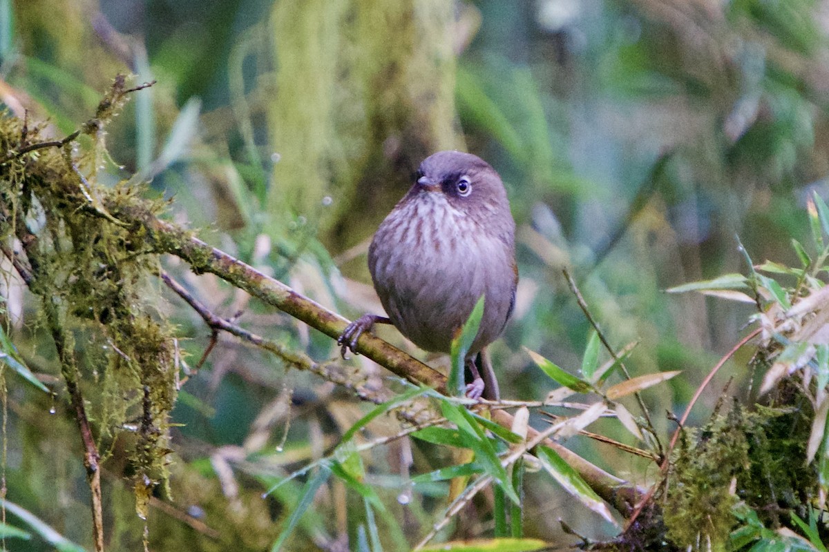 Taiwan Fulvetta - ML657891076