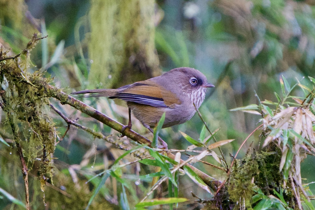 Taiwan Fulvetta - ML657891077