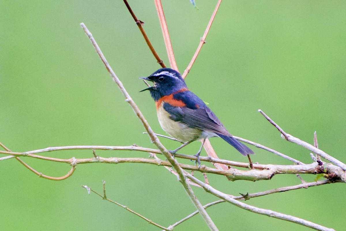 Collared Bush-Robin - ML657891135