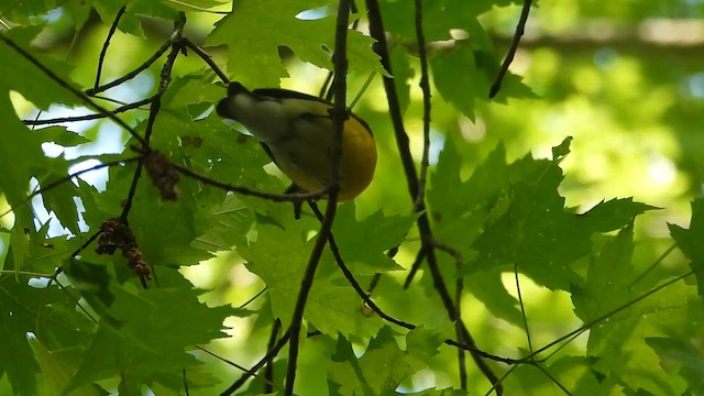 Paruline orangée - ML657892838