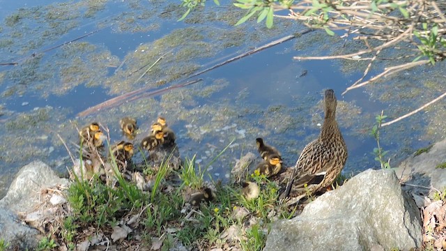 Canard colvert - ML657893310