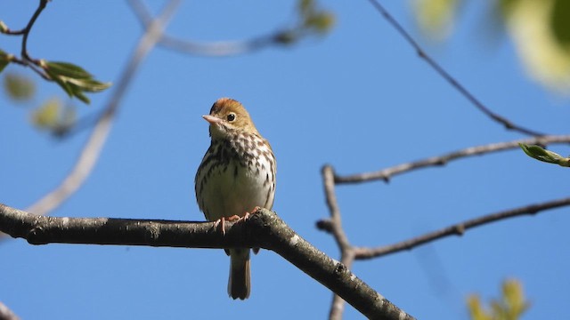 Ovenbird - ML657894028