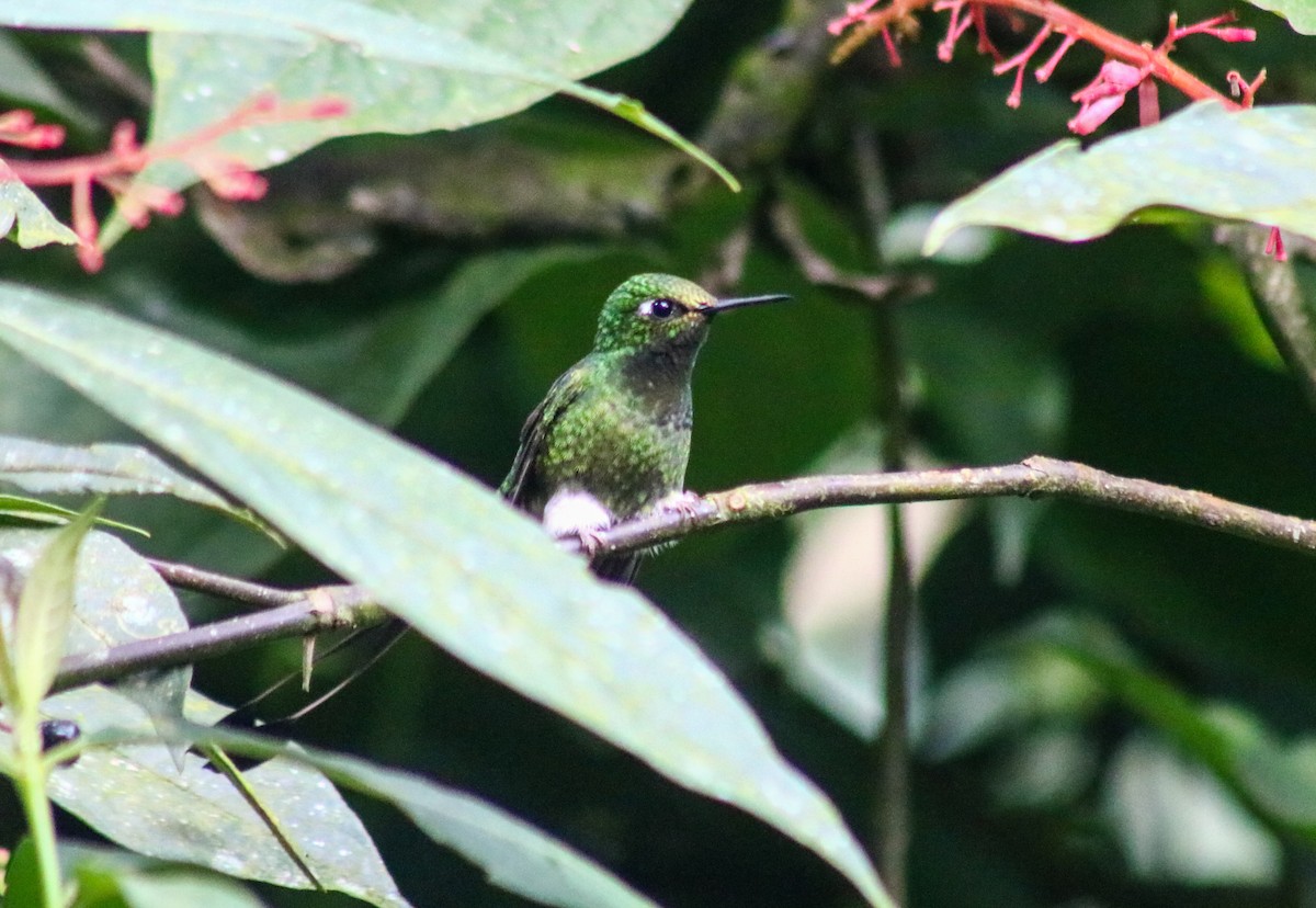 White-booted Racket-tail - ML657894512
