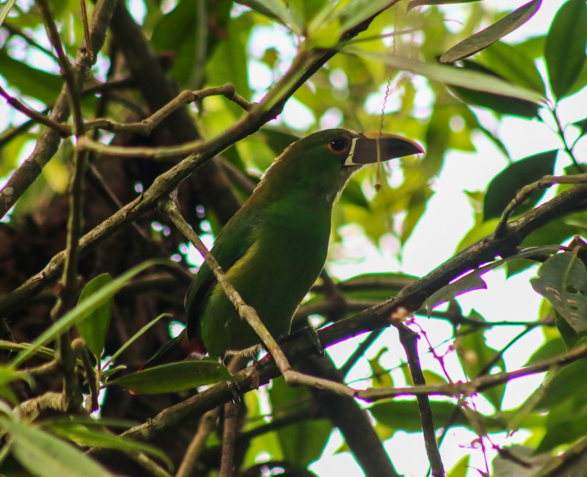 Southern Emerald-Toucanet - ML657894523