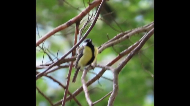 Mésange charbonnière - ML657894528