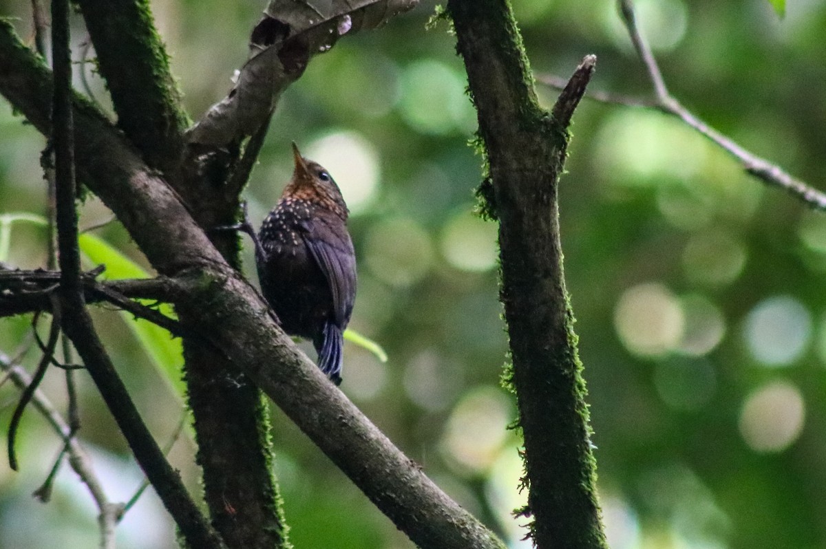 Spotted Barbtail - ML657894535
