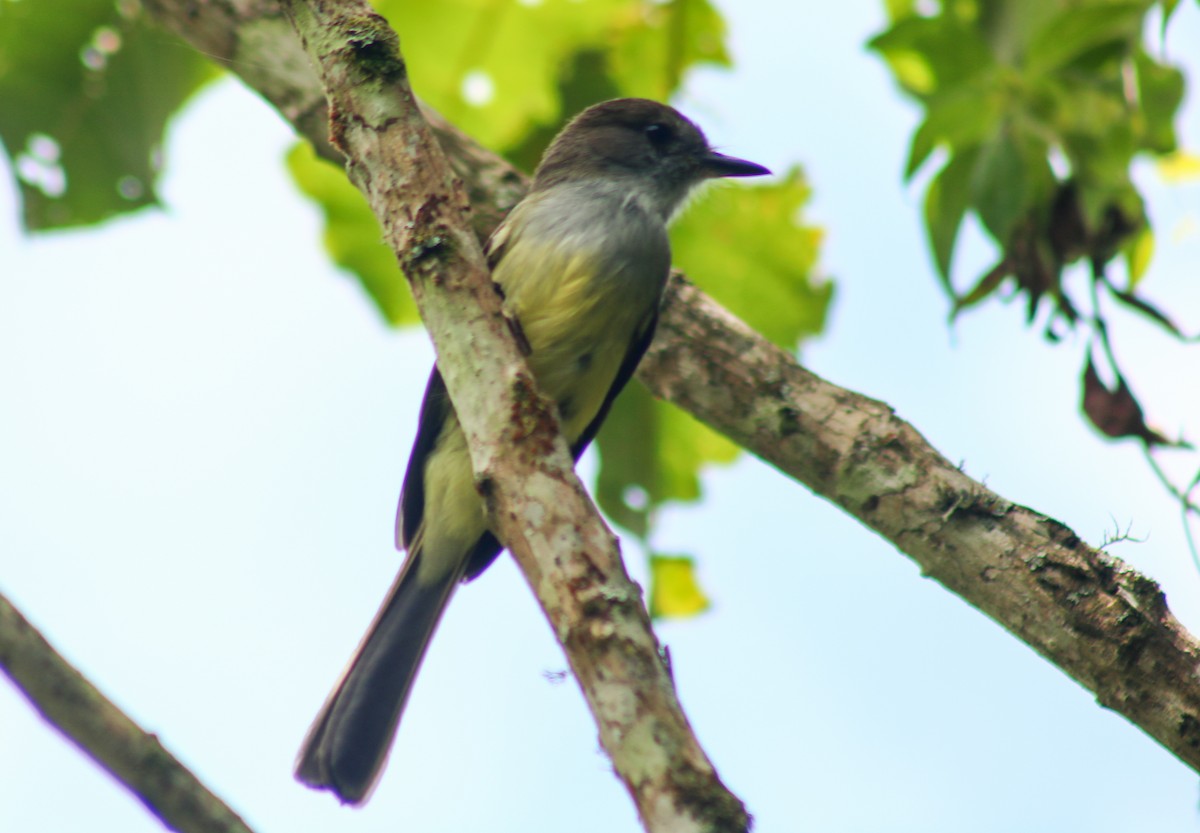 Pale-edged Flycatcher - ML657894551