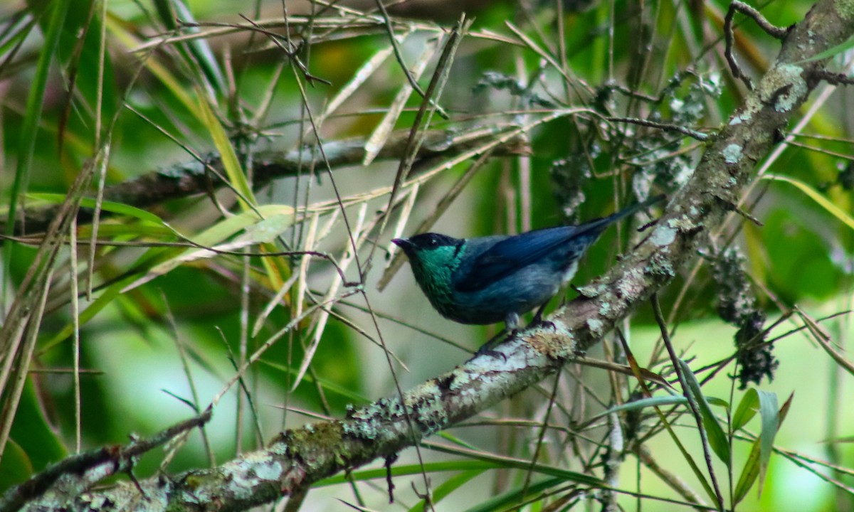 Black-capped Tanager - ML657894615