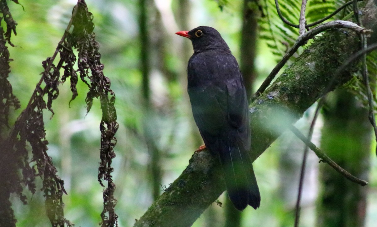 Great Thrush - ML657894671
