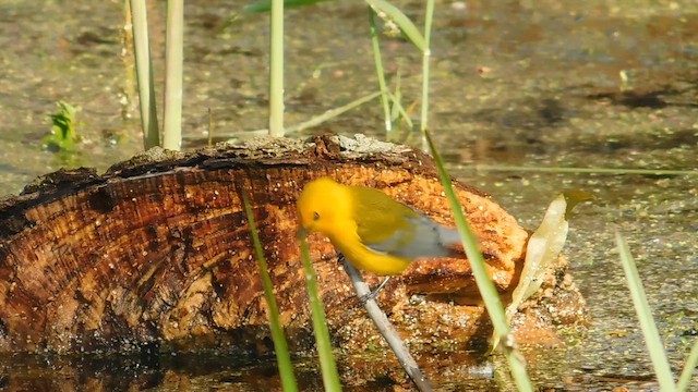 Paruline orangée - ML657894998