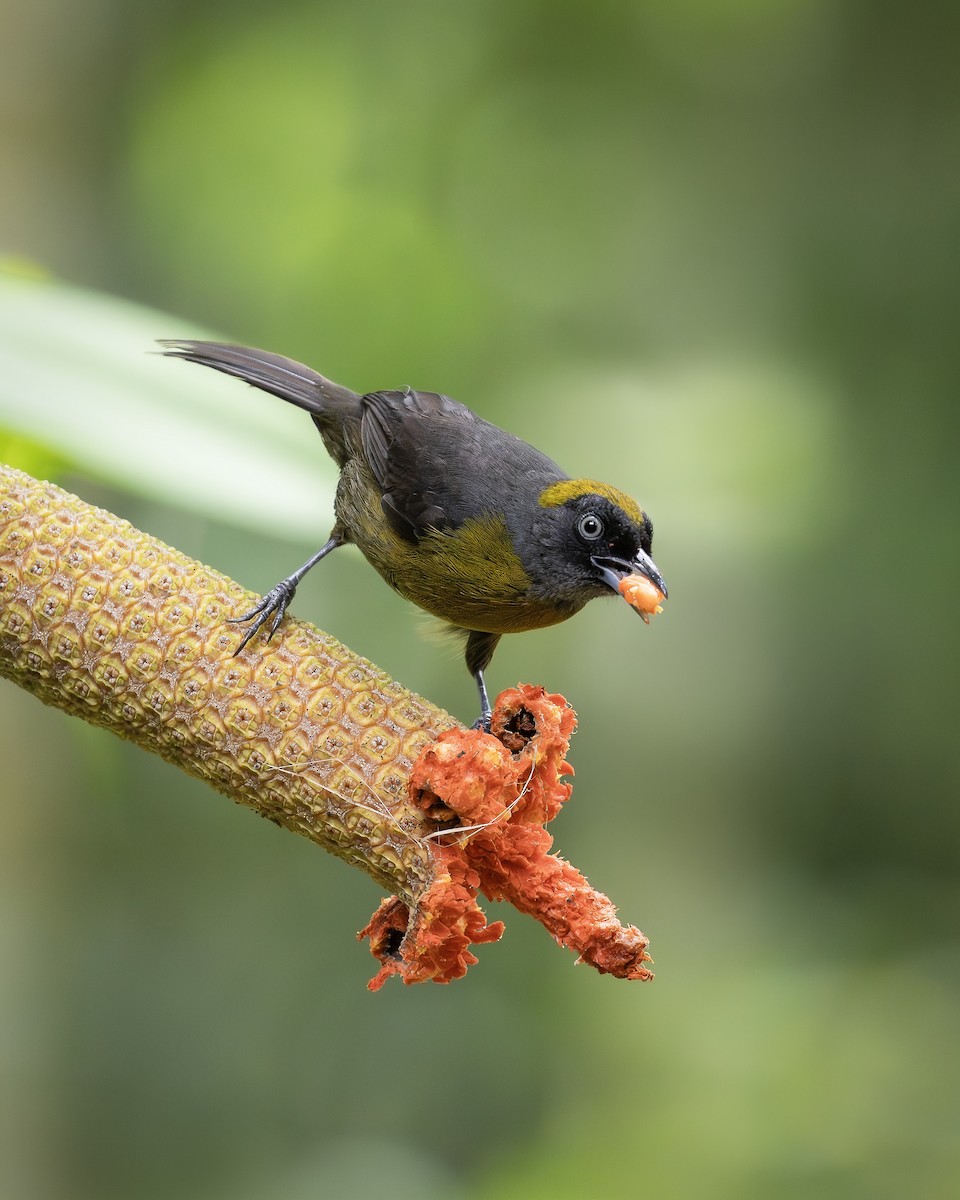 Dusky-faced Tanager - ML657895174