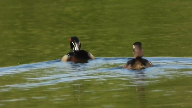 Wood Duck - ML657895997