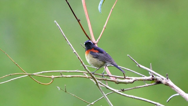Collared Bush-Robin - ML657896005