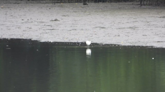 Chinese Egret - ML657896006