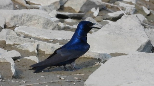 Purple Martin - ML657896034