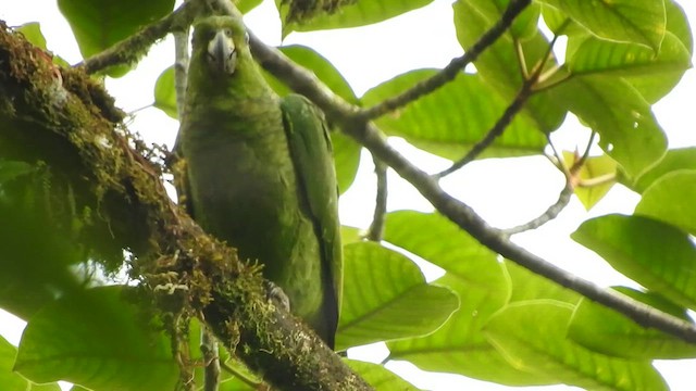 Scaly-naped Amazon - ML657896065