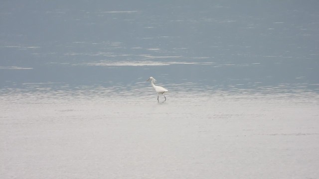 Chinese Egret - ML657896104