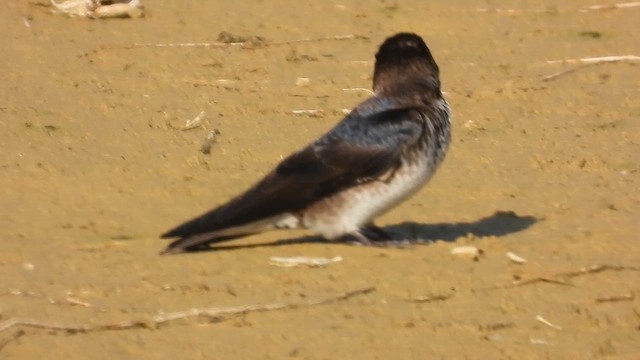 Purple Martin - ML657896155