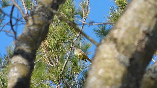 Great Crested Flycatcher - ML657896242
