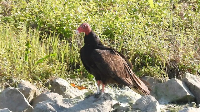 Turkey Vulture - ML657896283