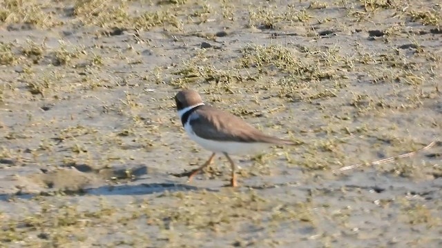 Semipalmated Plover - ML657896378