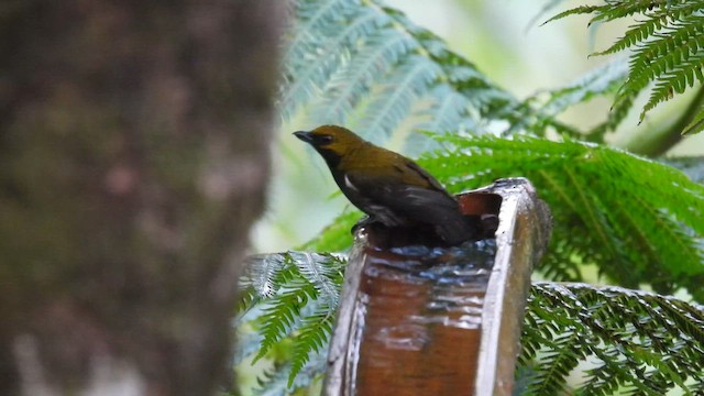 Olive-backed Flowerpecker - ML657896421