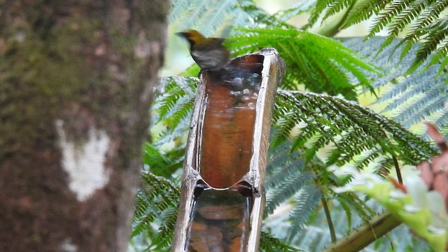 Olive-backed Flowerpecker - ML657896422