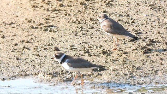 Semipalmated Plover - ML657896432