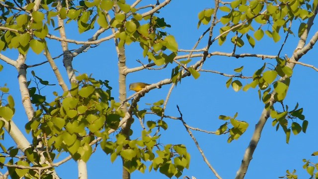 Nashville Warbler - ML657896489