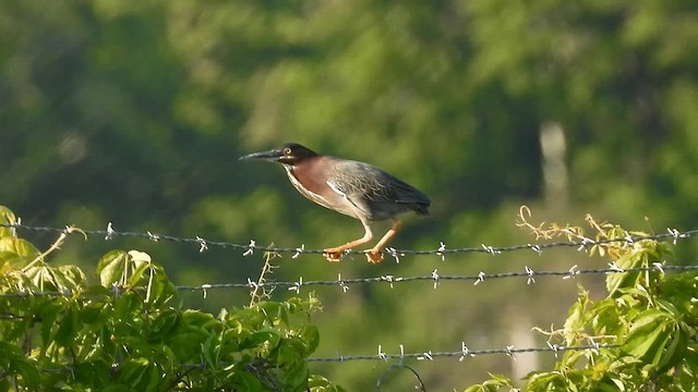 Green Heron - ML657896550