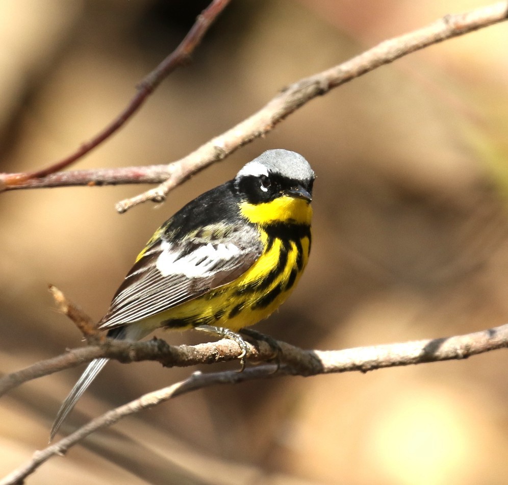 Magnolia Warbler - ML657896553