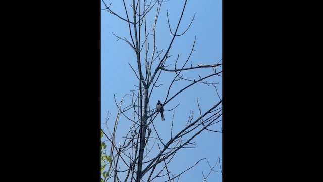 Eastern Towhee - ML657896559