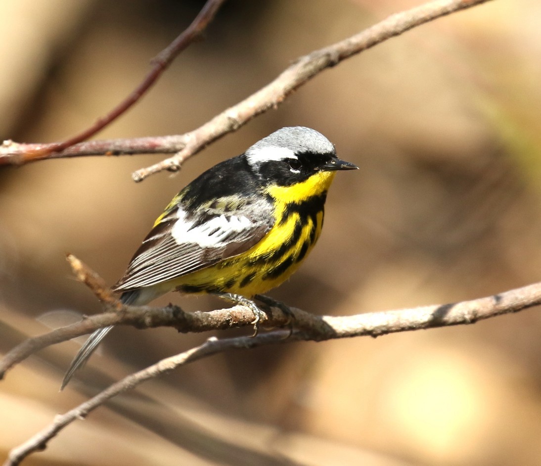 Magnolia Warbler - ML657896612