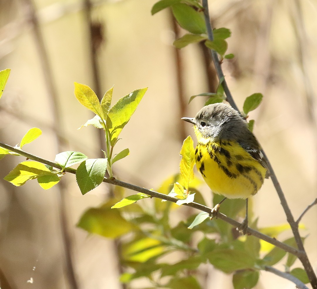 Magnolia Warbler - ML657896630